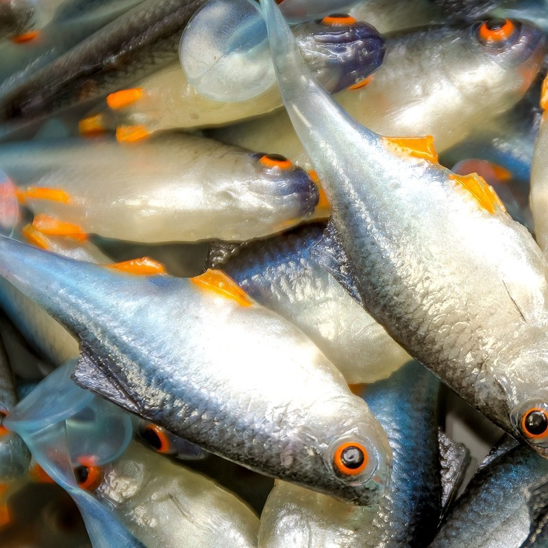 Angry Bitterling 5.0cm - NBO