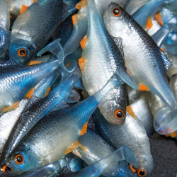 Angry Bitterling 5.0cm - NBO