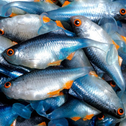 Angry Bitterling 5.0cm - NBO