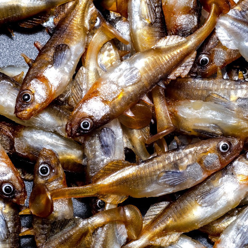 Angry Stickleback 6.0cm - DB