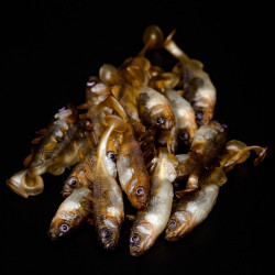 Angry Stickleback 6.0cm - DB