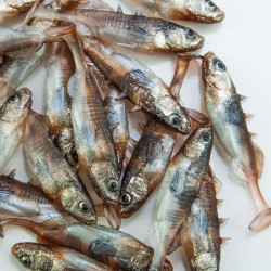 Angry Stickleback 6.0cm - DB