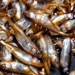 Angry Stickleback 6.0cm - DB