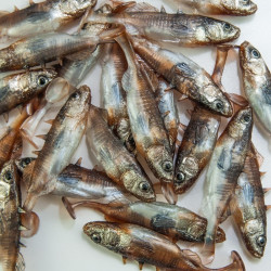 Angry Stickleback 6.0cm - DB