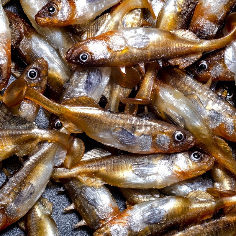 Angry Stickleback 6.0cm - DB