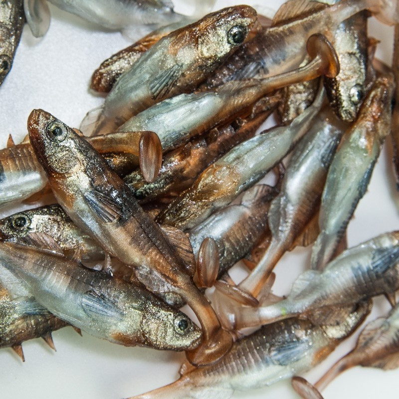 Angry Stickleback 6.0cm - DB