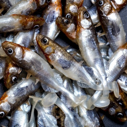 Angry Stickleback 6.0cm - N