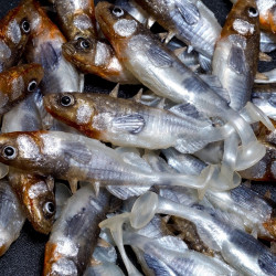 Angry Stickleback 6.0cm - N