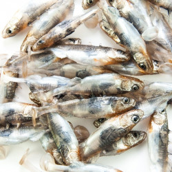 Angry Stickleback 6.0cm - N