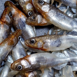 Angry Stickleback 6.0cm - N