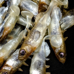 Angry Stickleback 6.0cm - N