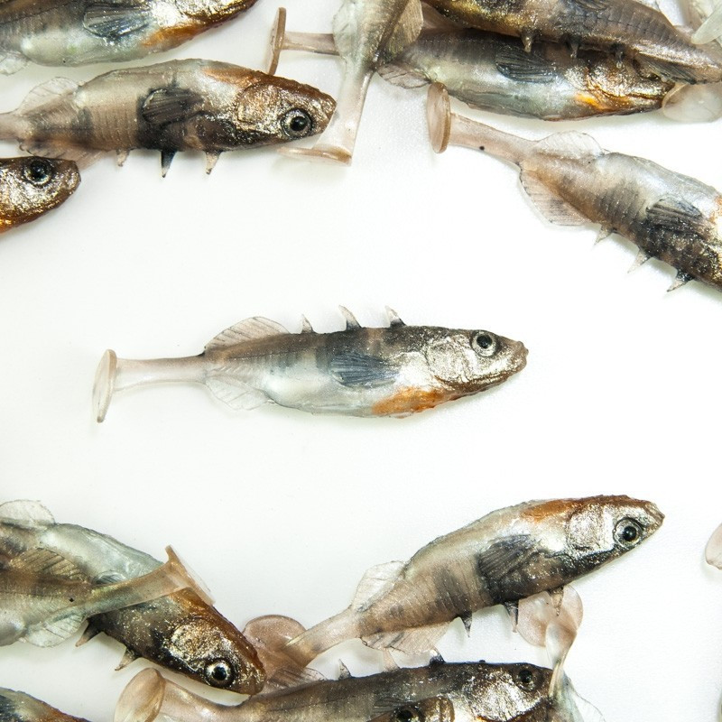 Angry Stickleback 6.0cm - N
