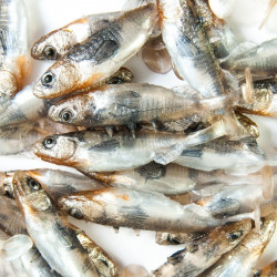 Angry Stickleback 6.0cm - N