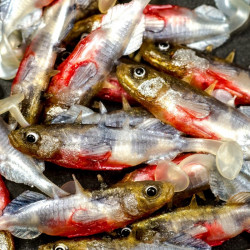 Angry Stickleback 6.0cm - NS