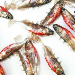 Angry Stickleback 6.0cm - NS