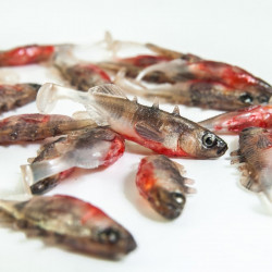 Angry Stickleback 6.0cm - NS