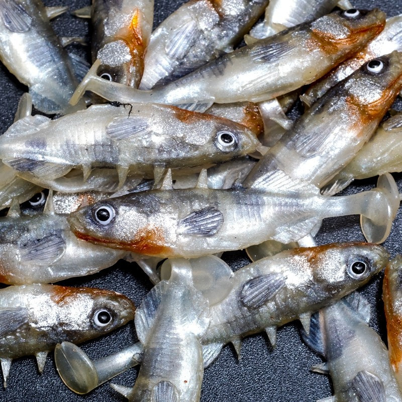 Angry Stickleback 6.0cm - S