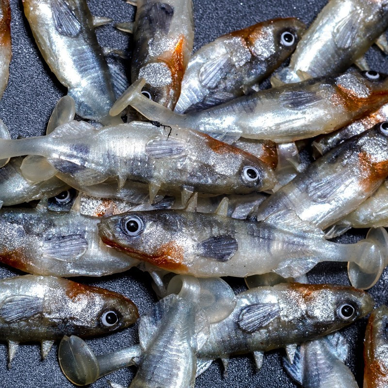 Angry Stickleback 6.0cm - S