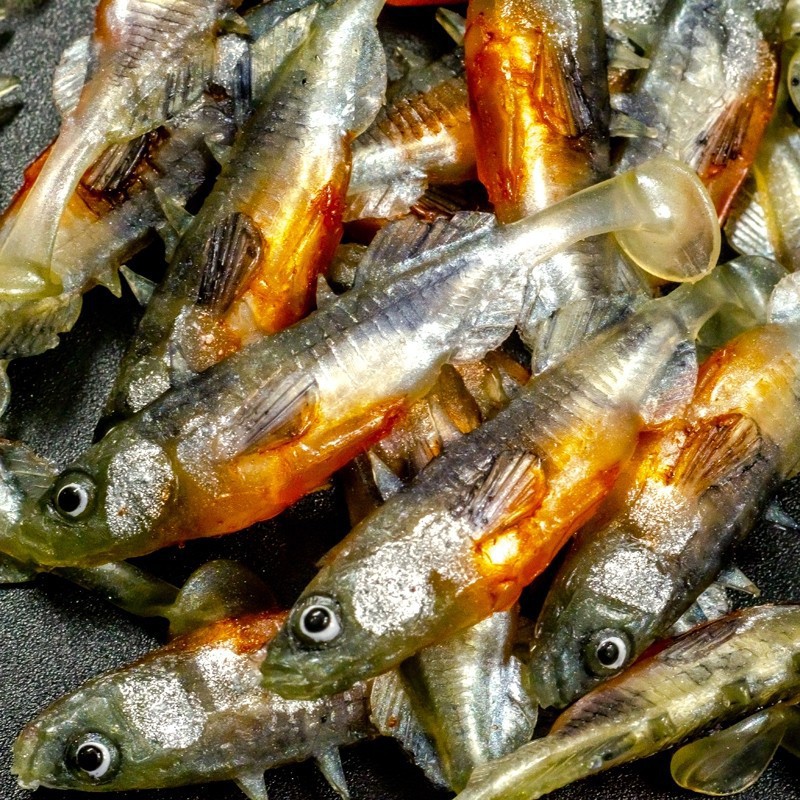 Angry Stickleback 6.0cm - SS