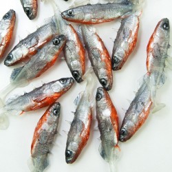 Angry Stickleback 6.0cm - SS