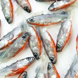 Angry Stickleback 6.0cm - SS