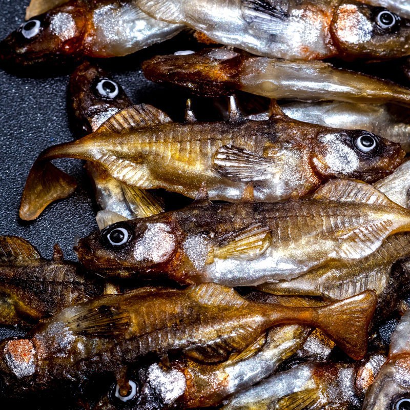 Angry Stickleback F-Tail 6.0cm - DB