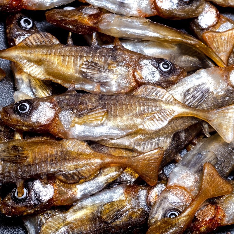 Angry Stickleback F-Tail 6.0cm - DB