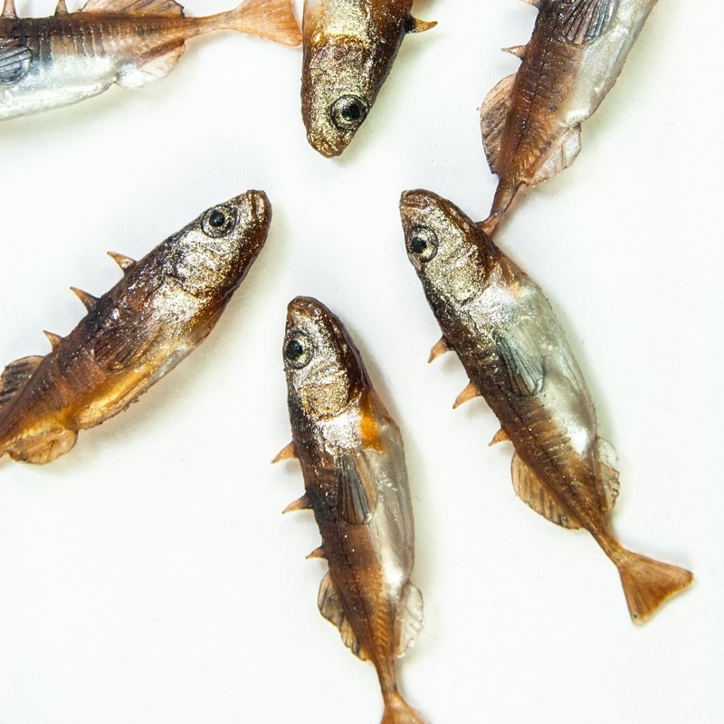 Angry Stickleback F-Tail 6.0cm - DB