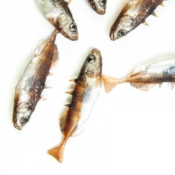 Angry Stickleback F-Tail 6.0cm - DB