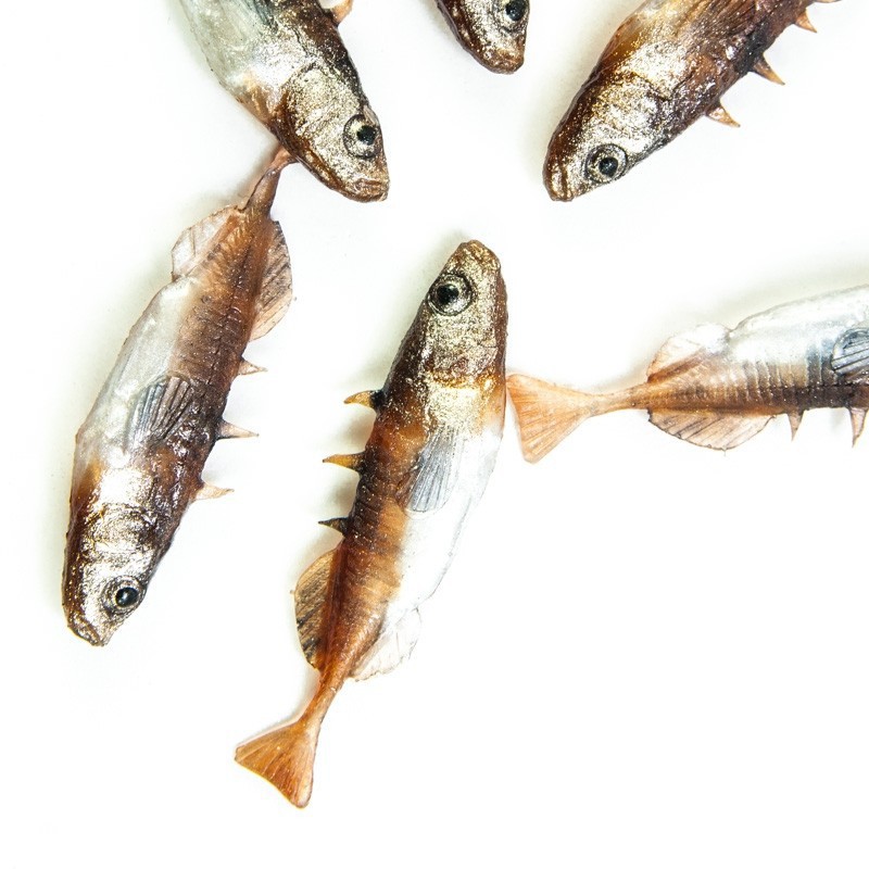 Angry Stickleback F-Tail 6.0cm - DB