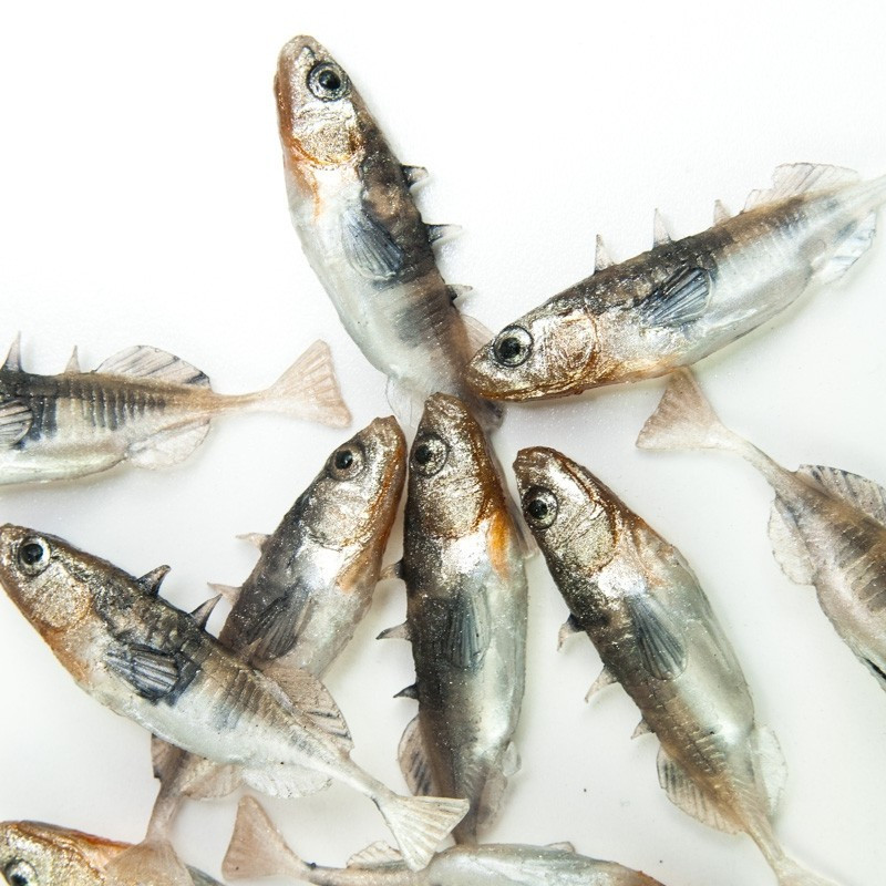 Angry Stickleback F-Tail 6.0cm - N