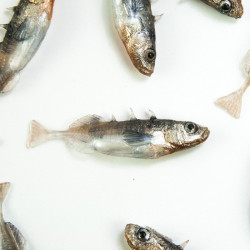 Angry Stickleback F-Tail 6.0cm - N