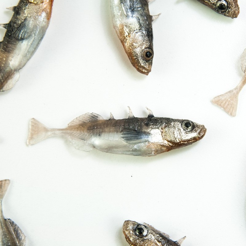 Angry Stickleback F-Tail 6.0cm - N