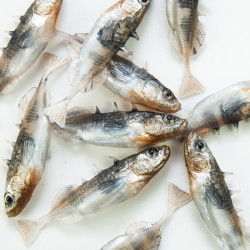 Angry Stickleback F-Tail 6.0cm - N