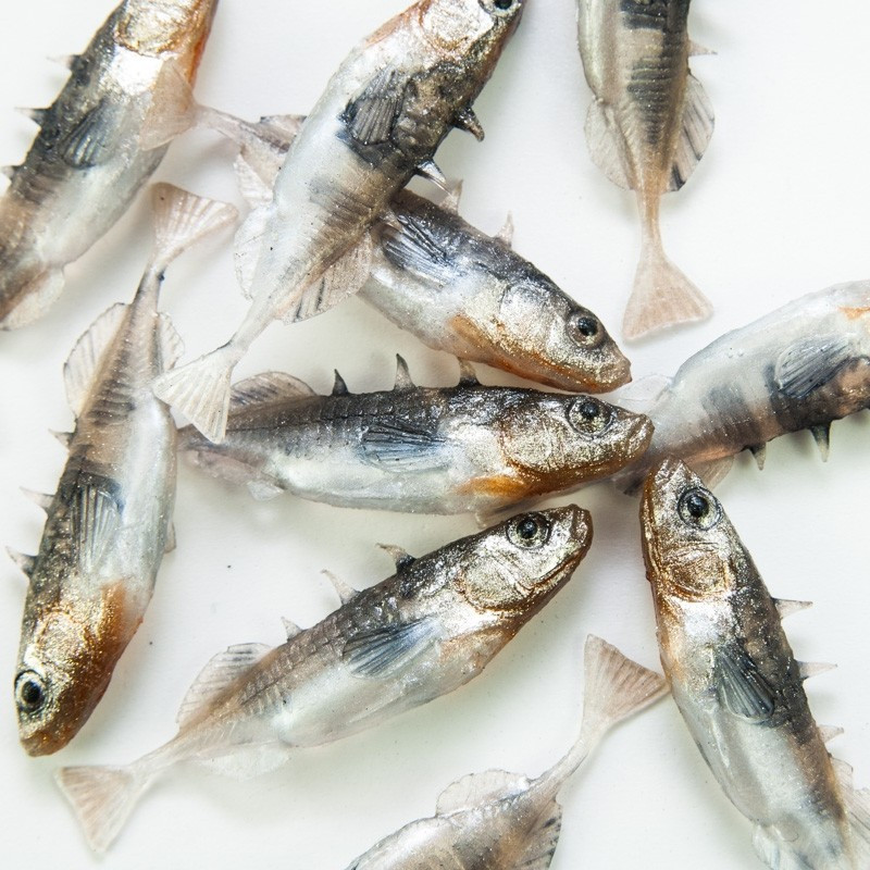 Angry Stickleback F-Tail 6.0cm - N