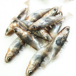 Angry Stickleback F-Tail 6.0cm - N