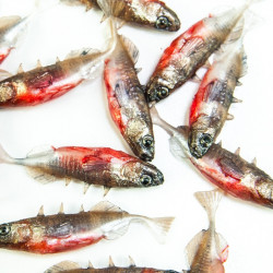 Angry Stickleback F-Tail 6.0cm - NS