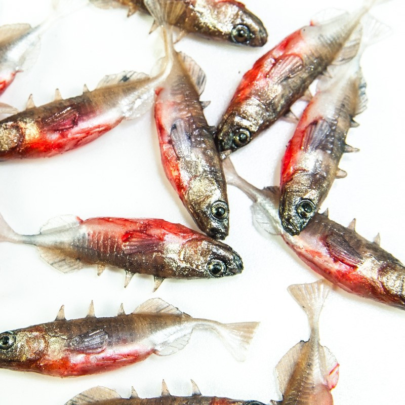 Angry Stickleback F-Tail 6.0cm - NS