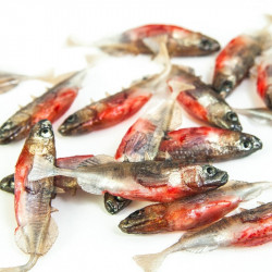 Angry Stickleback F-Tail 6.0cm - NS