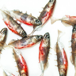 Angry Stickleback F-Tail 6.0cm - NS