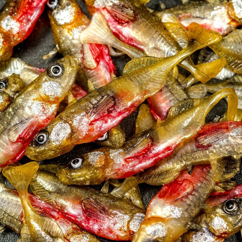 Angry Stickleback F-Tail 6.0cm - NS