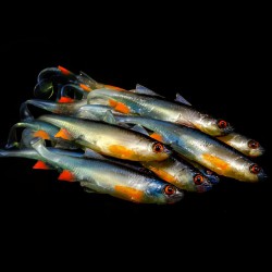 Angry Bleak 6.5cm - NBO