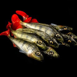 Angry Ruffe 10.0cm - PCH