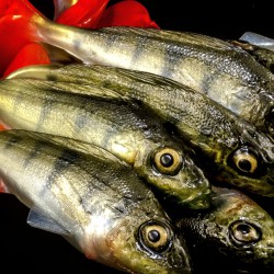 Angry Ruffe 10.0cm - PCH