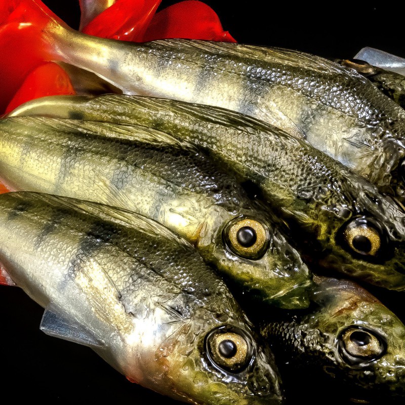 Angry Ruffe 10.0cm - PCH