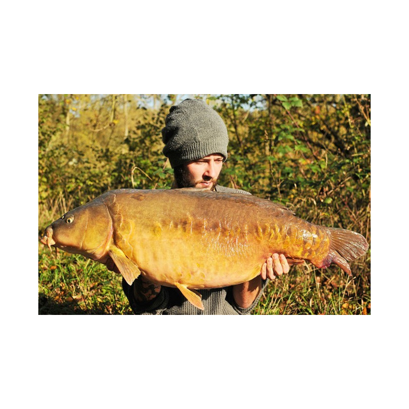 Haczyki Korda Kontinental