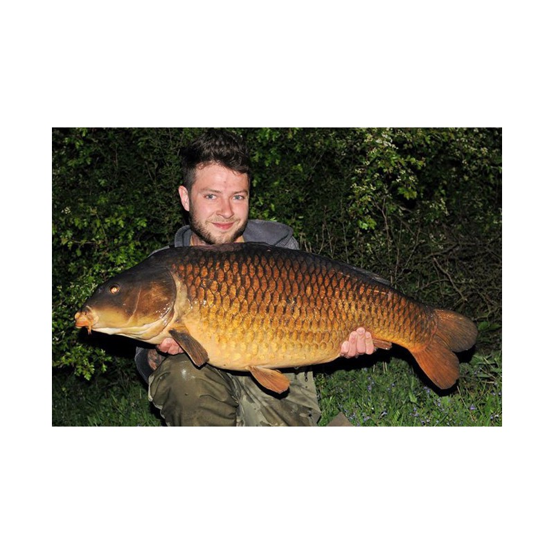 Żyłka Korda Carp Line 1000m