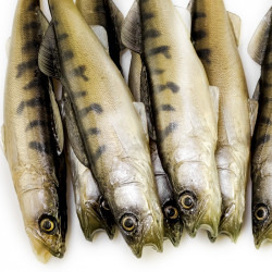 Angry Zander 20,5cm - NO