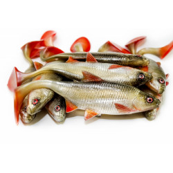 Angry Roach 22,0cm - NOR