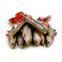 Angry Roach 22,0cm - NOR